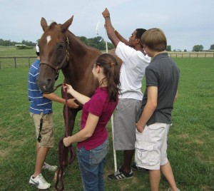 horses 2